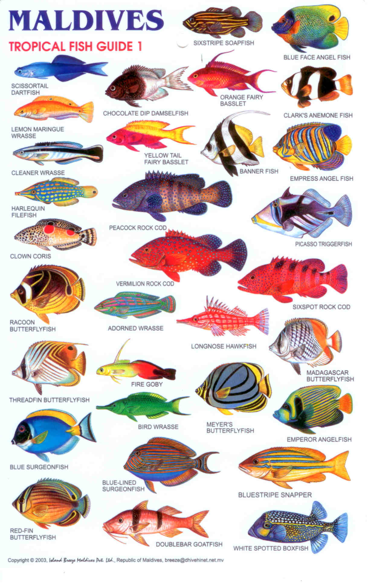 Аквариумная рыбка на букву т. Рыбы Андаманского моря с названиями. Название рыбок. Аквариумные рыбы. Тропические рыбки названия.